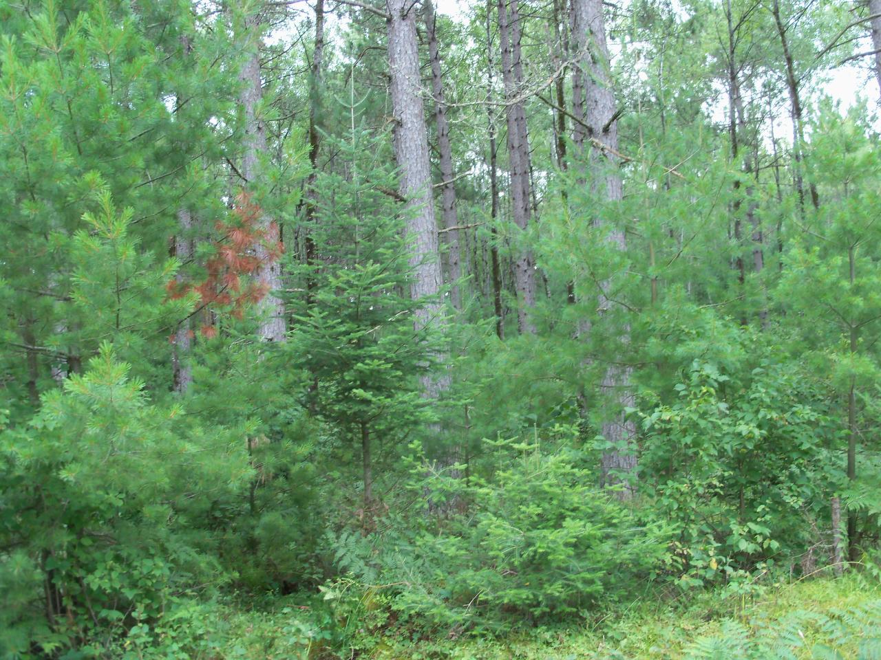 Ca-485-1 Pine Square Road Tomahawk, WI 54487 - Photo 2 of 13 Gallery Image 2