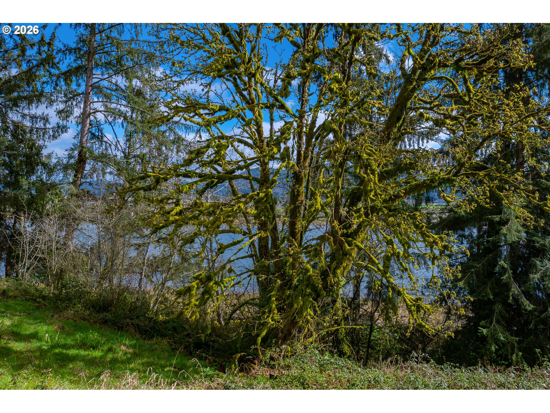 Riverway Drive, Unit 14 Nehalem, OR 97131 - Photo 8 of 19 a view of a tree