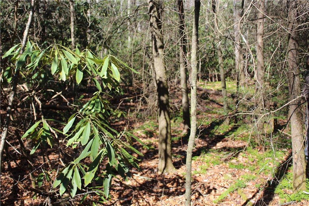 0 Bear Farm Road Candler, NC 28715 - Photo 6 of 24 Gallery Image 6