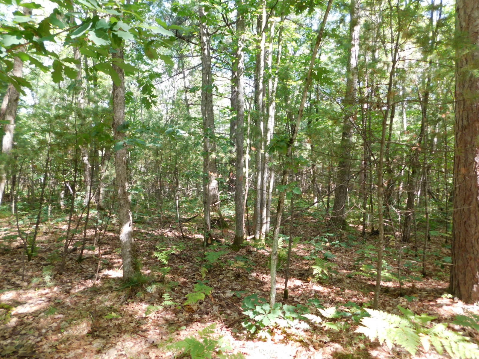 Bell Top Lodge Road Roscommon, MI 48653 - Photo 14 of 18 Gallery Image 14