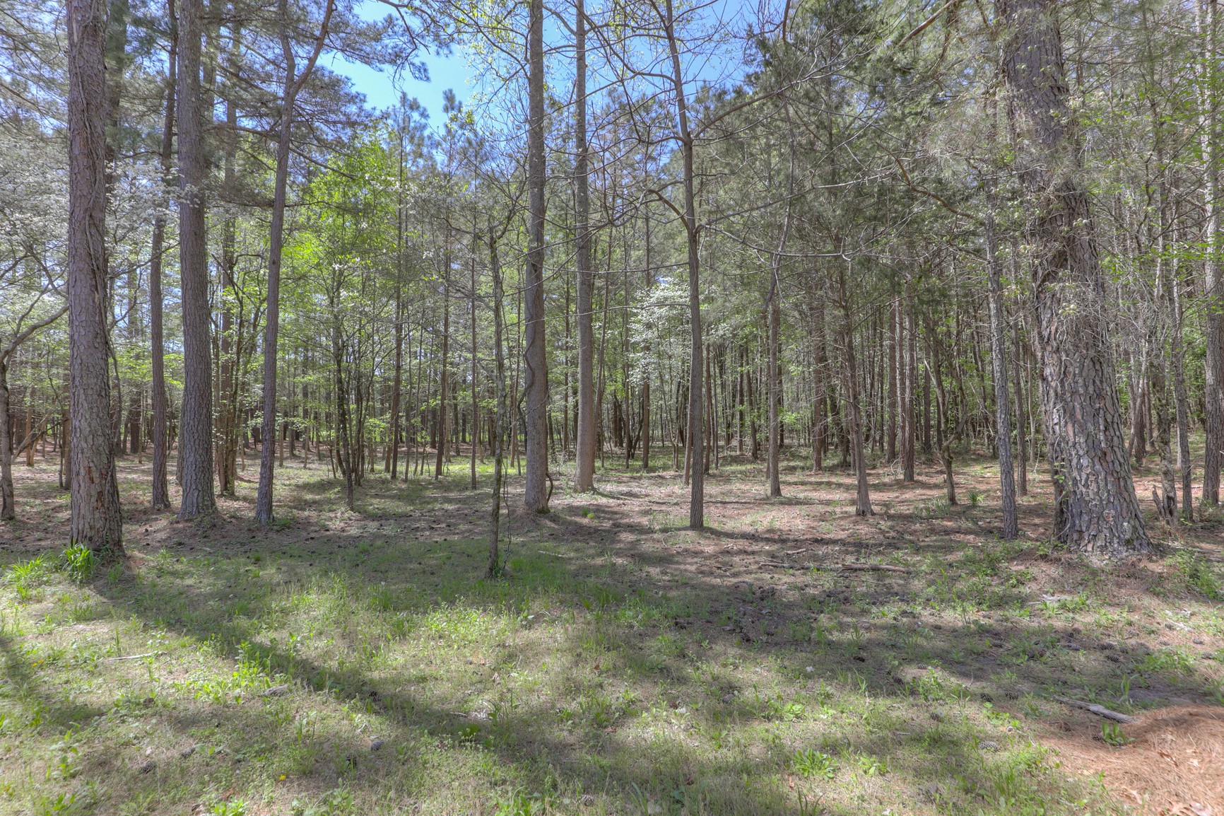 7211 Bahne Road Fairview, TN 37062 - Photo 5 of 21 a view of outdoor space with trees