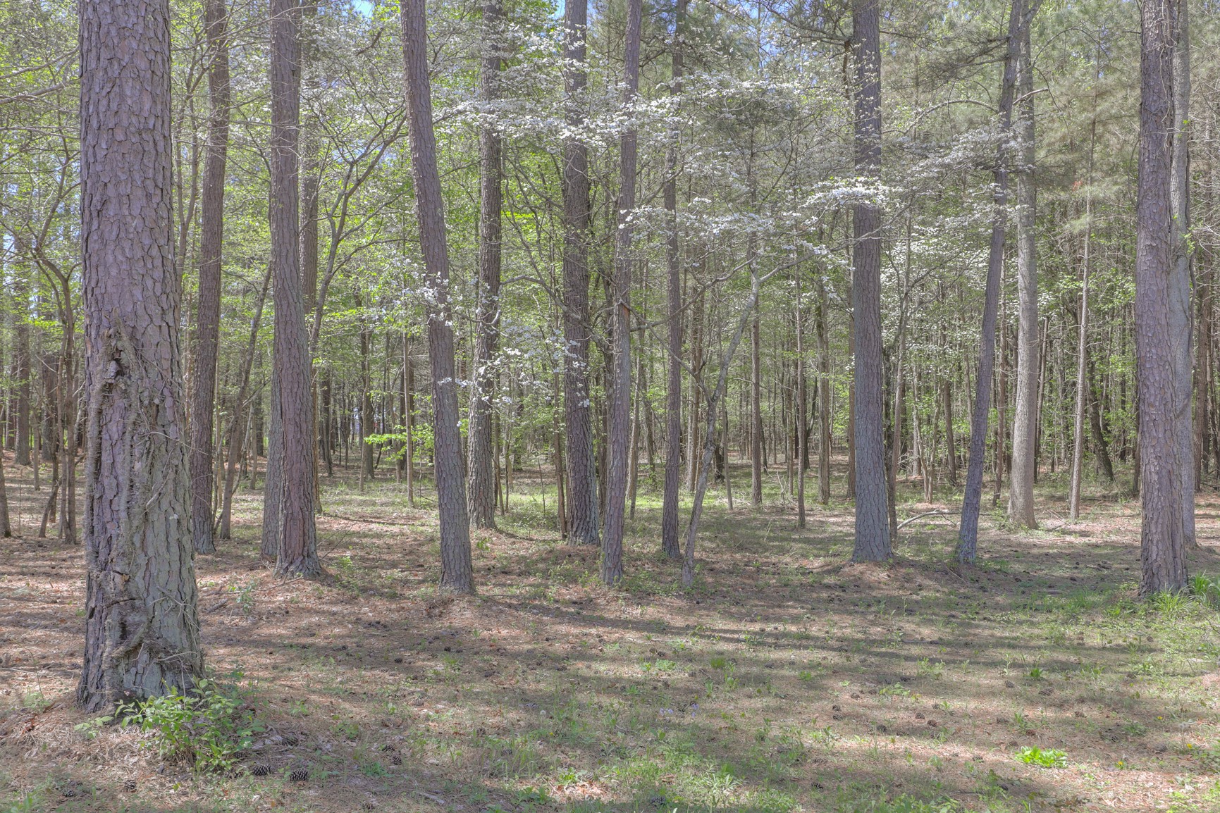 7211 Bahne Road Fairview, TN 37062 - Photo 9 of 21 a backyard of a house with lots of green space and glass windows