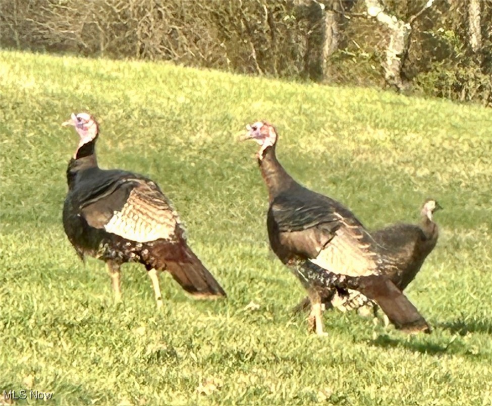 1060 Warren Chapel Road Fleming, OH 45729 - Photo 36 of 49 Turkey