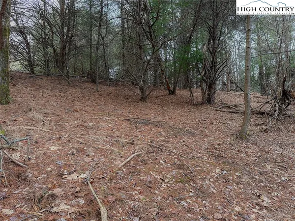 a view of a forest with trees in the background