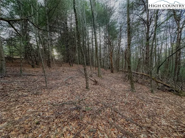 a view of a forest with trees in the background