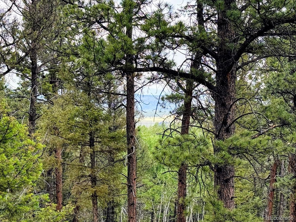 1789 Bellows Road Hartsel, CO 80449 - Photo 8 of 21