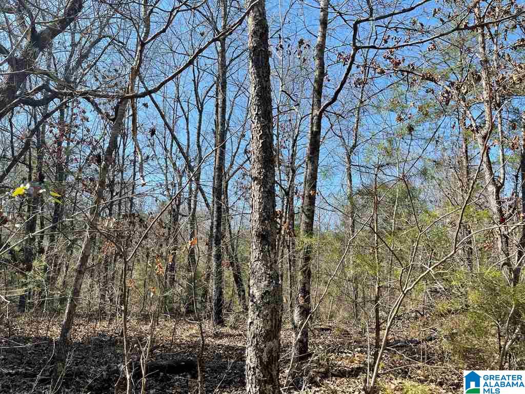 0 Chinnabee Road, Unit 1 Munford, AL 36268 - Photo 2 of 3