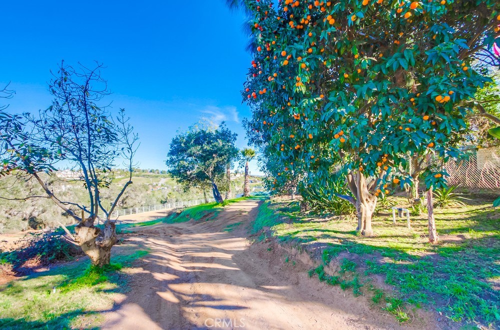 3927 Valle Del Sol Bonsall, CA 92003 - Photo 24 of 41 a view of yard with tree