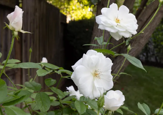 a view of a house with large tree and wooden fence