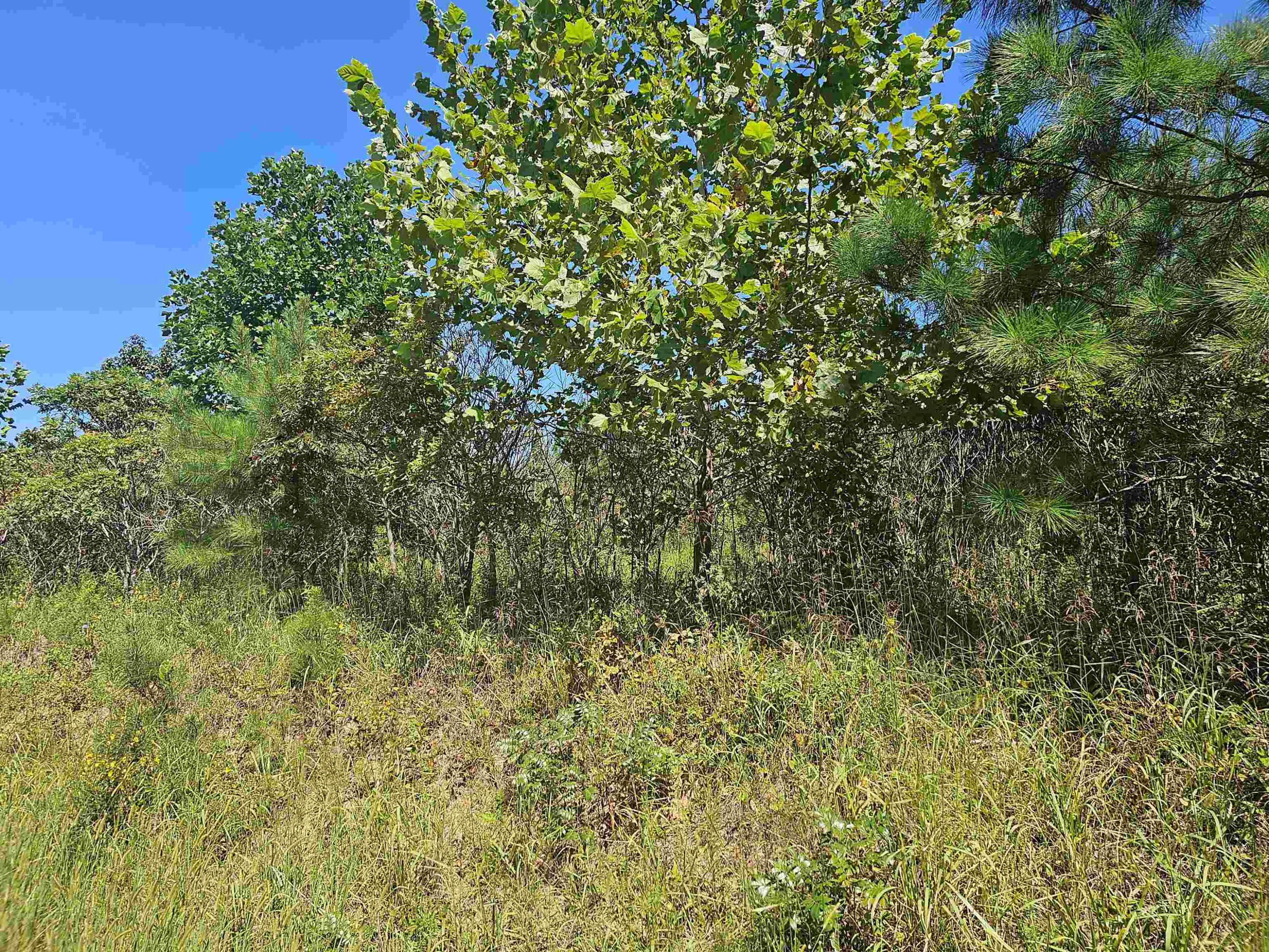 0 Hubanks Road Bethel Springs, TN 38334 - Photo 3 of 5 Photo 3