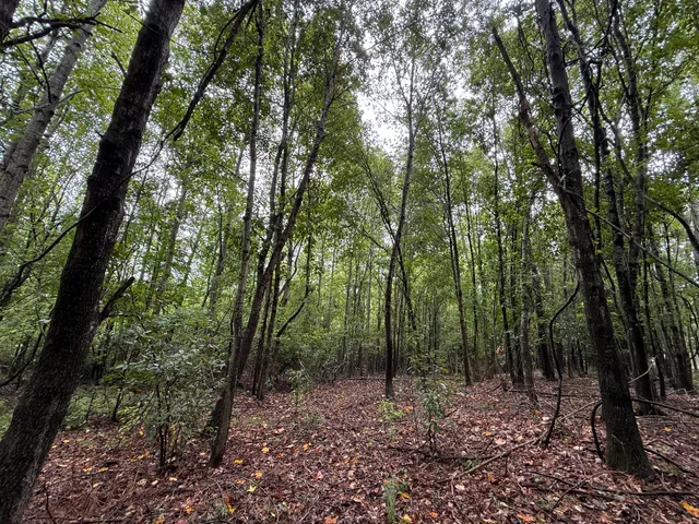 $125,000 | 0 State Rd S-6-169, Williston, SC 29853