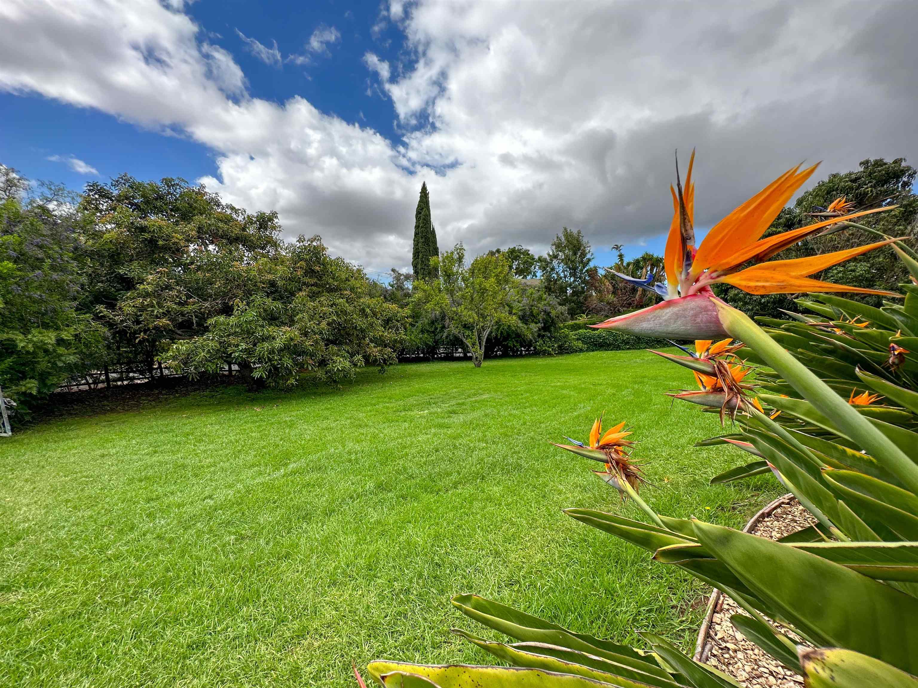 1875 Lower Kula Road Kula, HI 96790 - Photo 32 of 36 a view of a garden