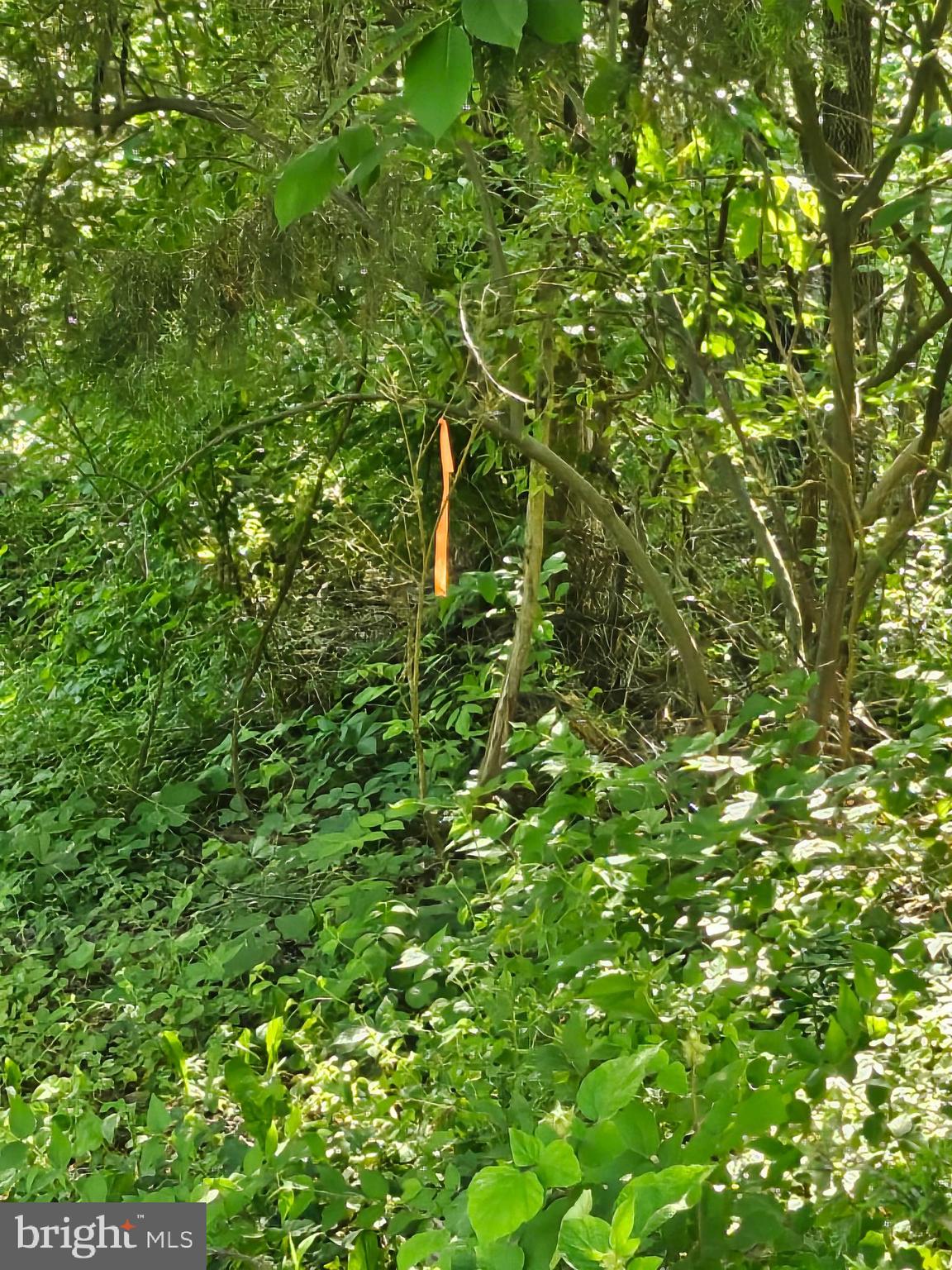 Deer Rapids Road Strasburg, VA 22657 - Photo 2 of 8 Left Front Corner