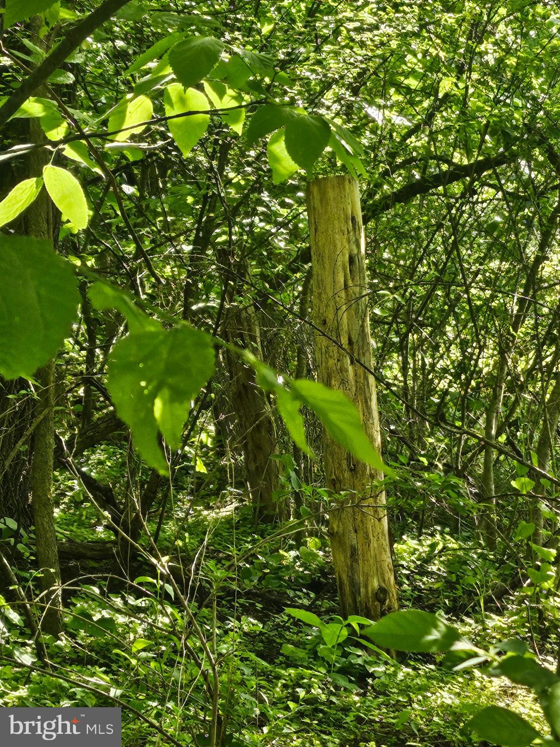 Deer Rapids Road Strasburg, VA 22657 - Photo 3 of 8 Right Front Corner