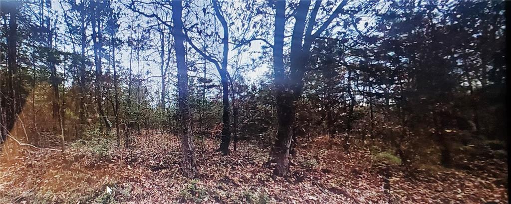 a view of a forest with trees in the background