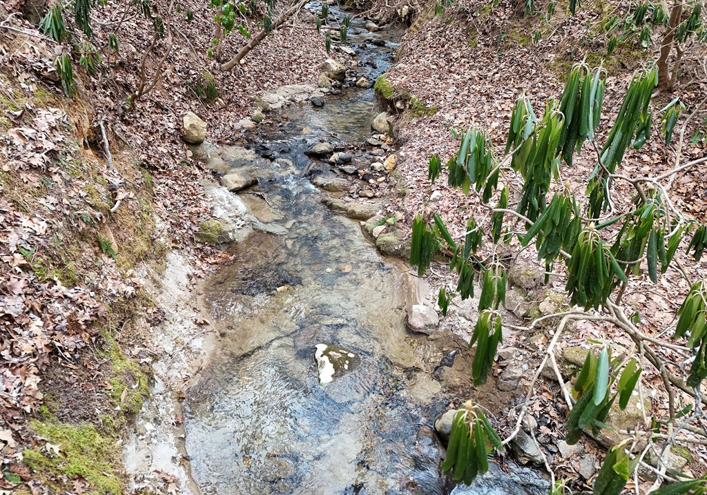 266 Mabry Lane Morganton, GA 30560 - Photo 10 of 37 a picture of a tree