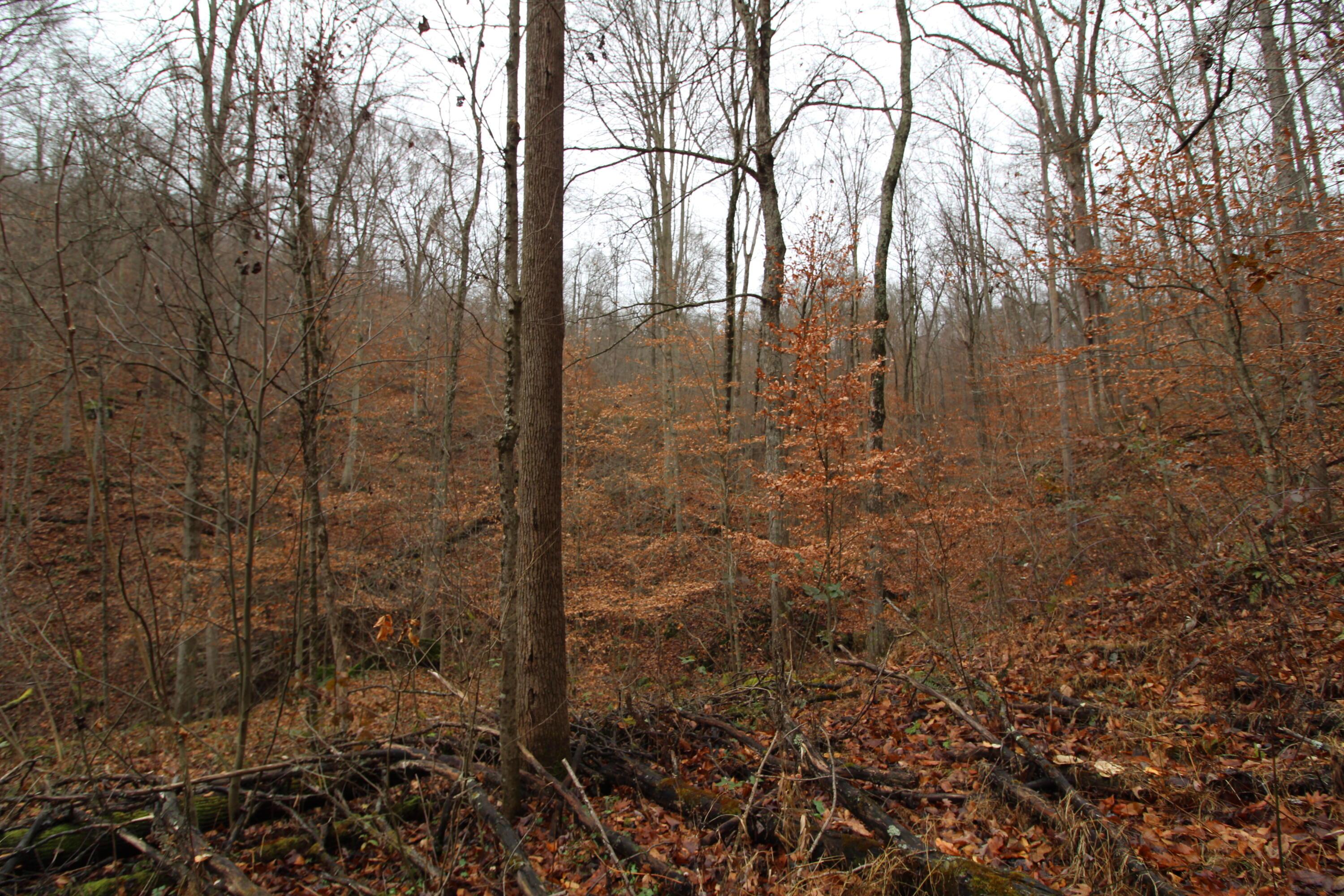 0 Wilson Run Road New Matamoras, OH 45767 - Photo 14 of 34 IMG_3559