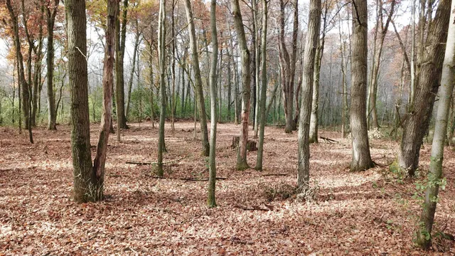 $218,900 | Tbdx Tbdx 165th Avenue Southeast, Clear Lake, MN 55319