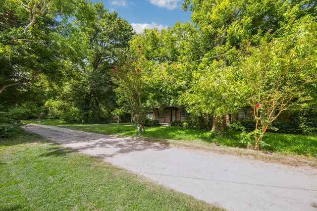 a view of a yard with plants and large trees