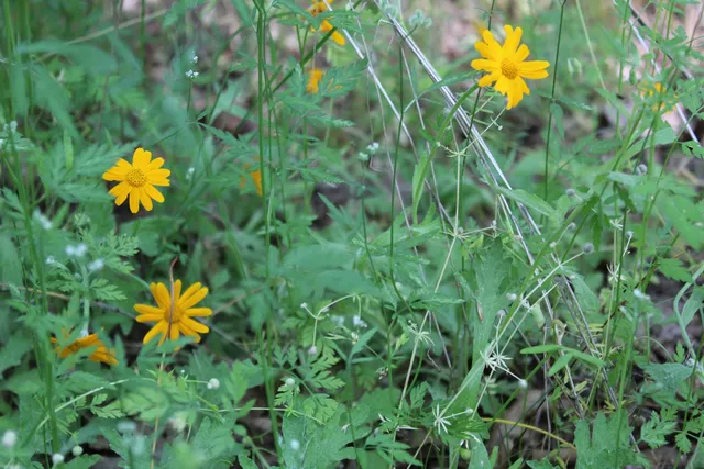 $120,000 | 21785 State Rte 26, West Point, CA 95255