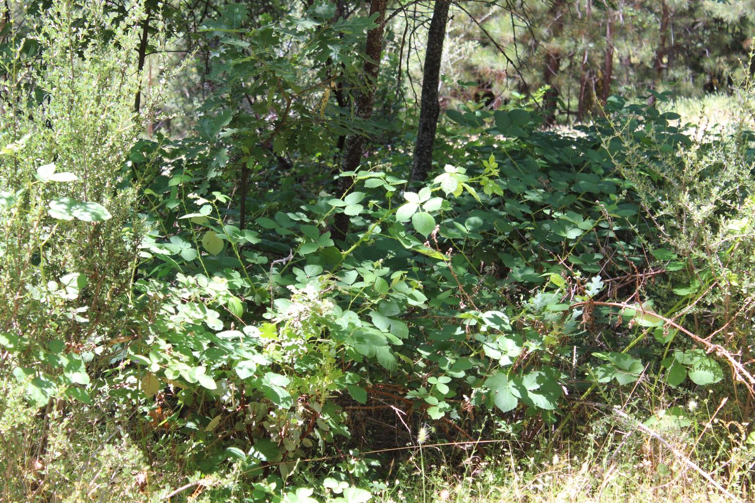 21785 State Rte 26 West Point, CA 95255 - Photo 13 of 21 a view of a tree