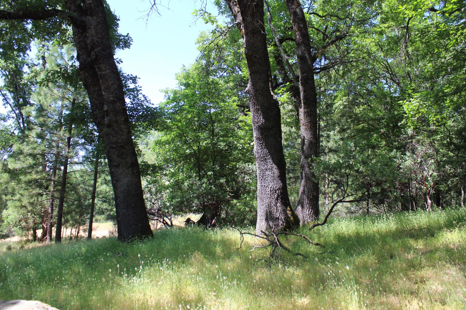 21785 State Rte 26 West Point, CA 95255 - Photo 14 of 21