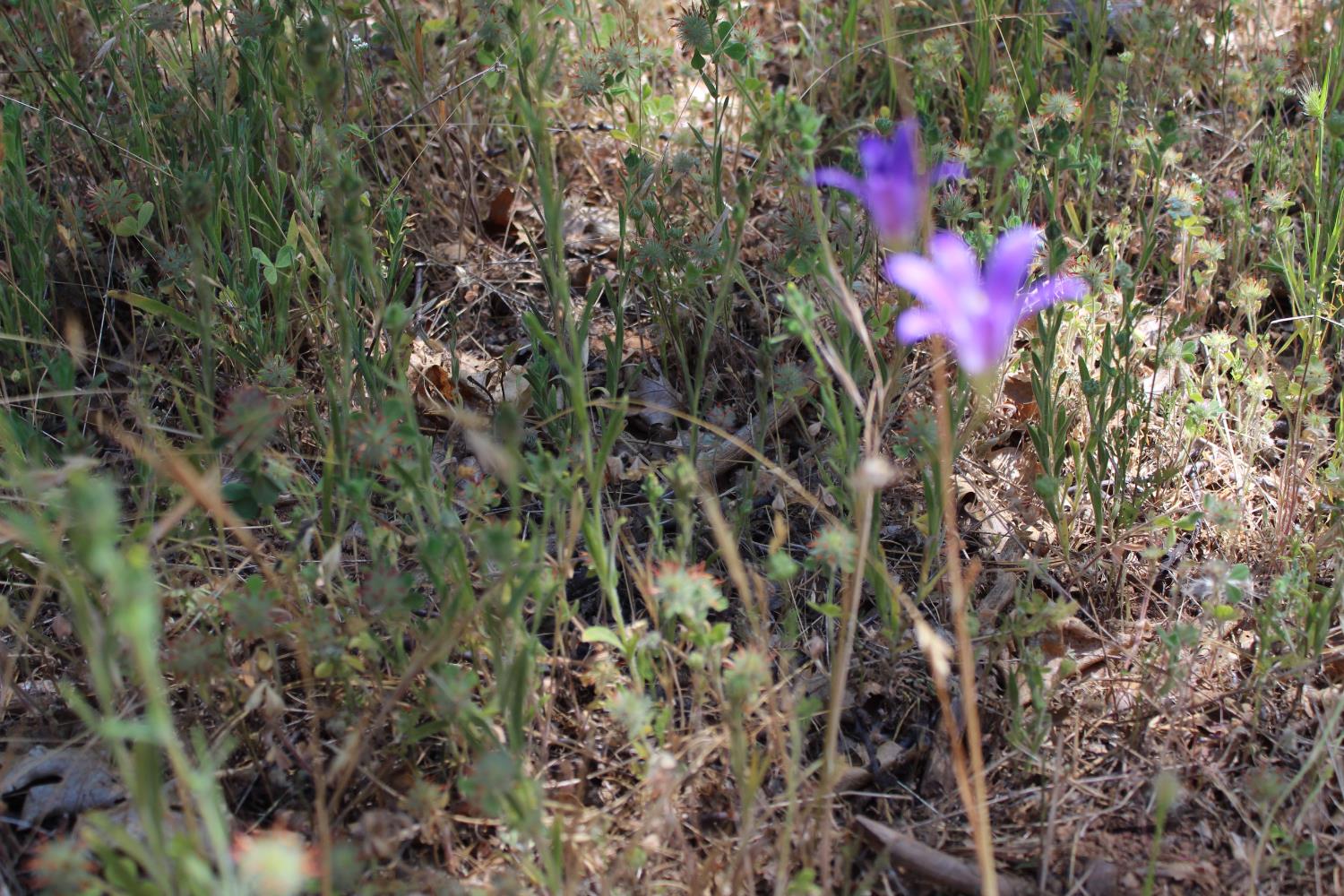 21785 State Rte 26 West Point, CA 95255 - Photo 17 of 21