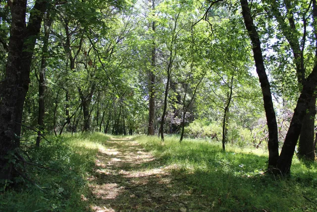 a view of lake background with tree