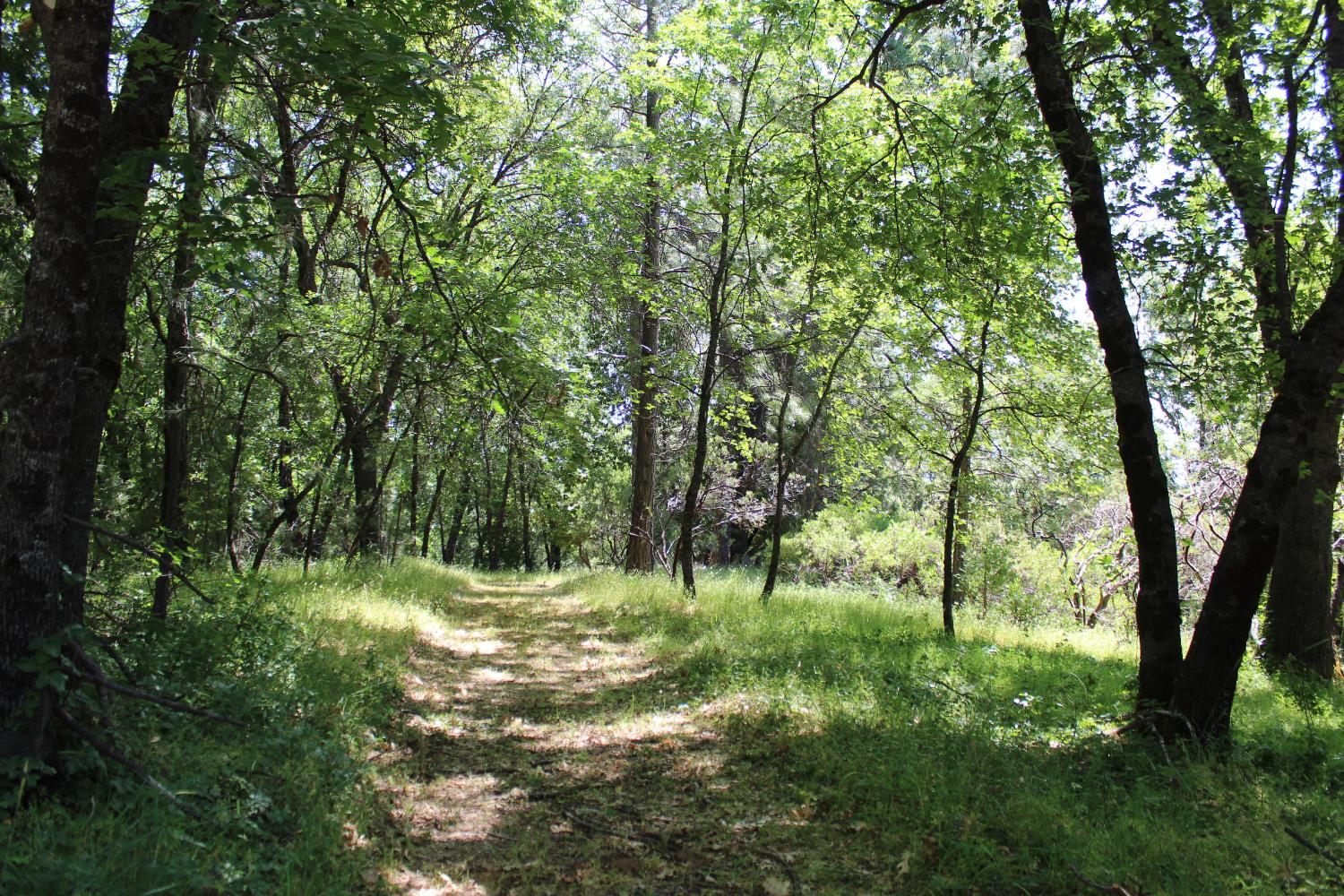 21785 State Rte 26 West Point, CA 95255 - Photo 2 of 21 a view of a green field