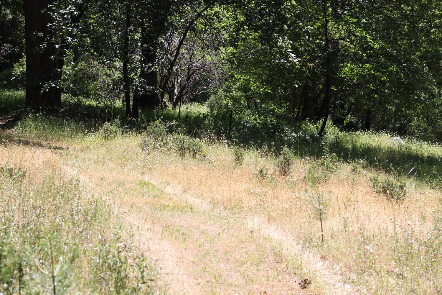 21785 State Rte 26 West Point, CA 95255 - Photo 3 of 21