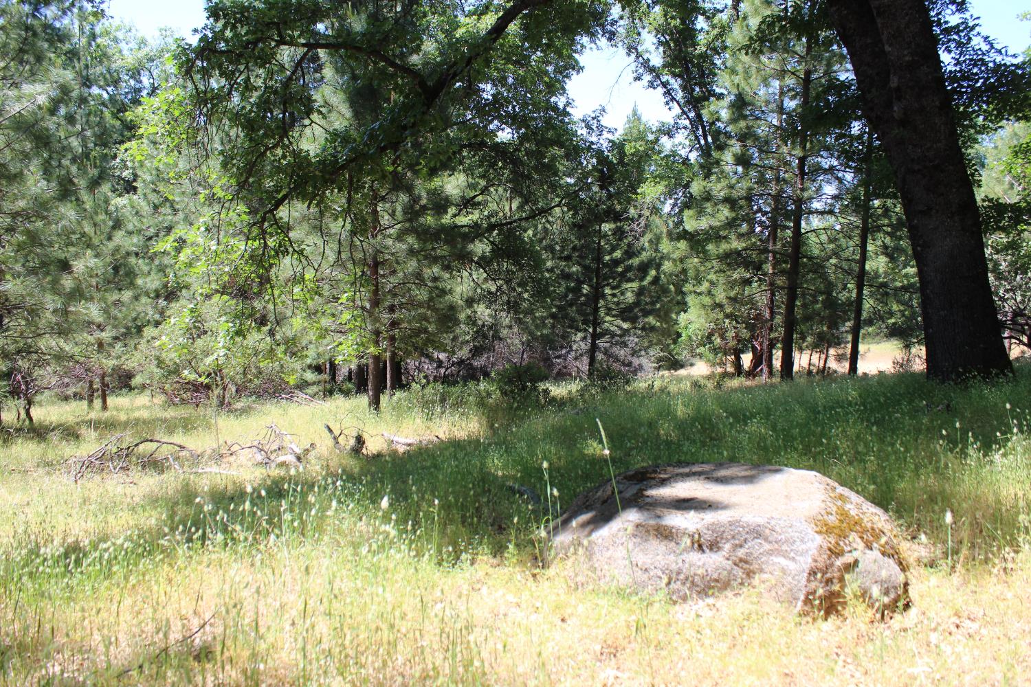 21785 State Rte 26 West Point, CA 95255 - Photo 4 of 21 a view of lake background with tree