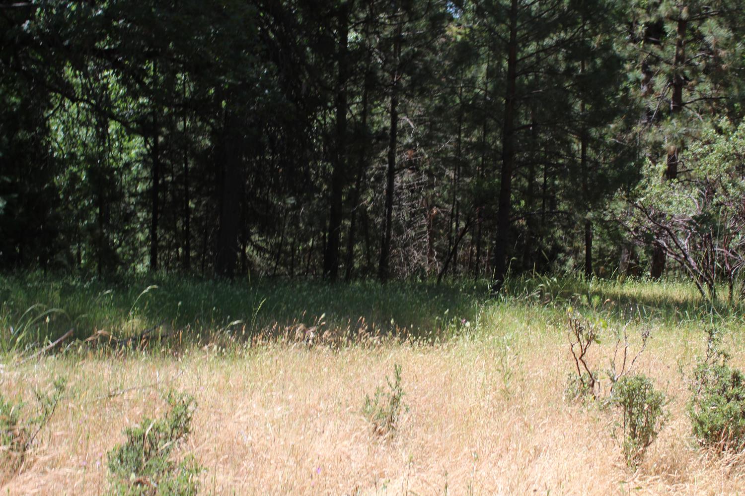 21785 State Rte 26 West Point, CA 95255 - Photo 5 of 21