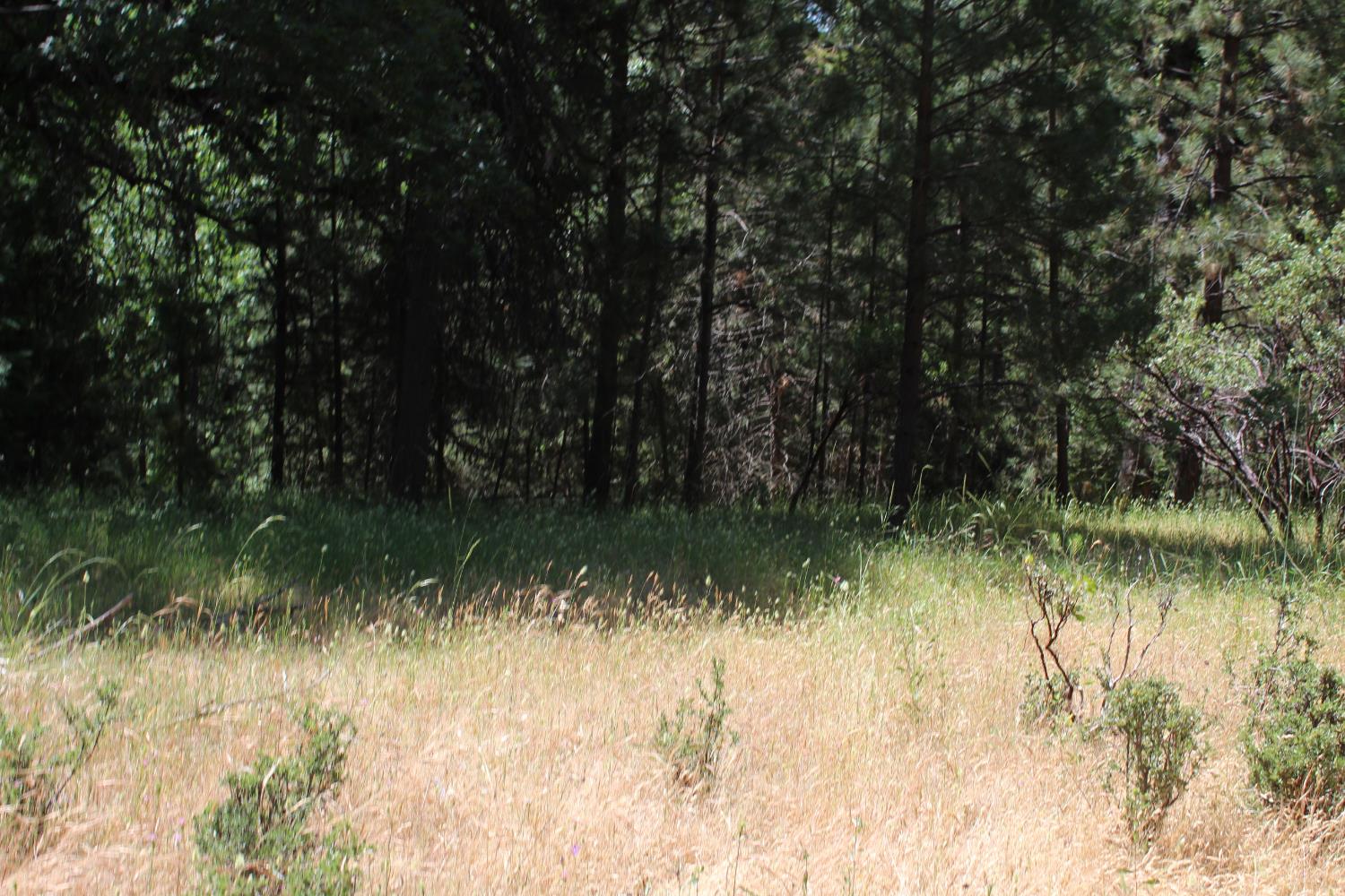 21785 State Rte 26 West Point, CA 95255 - Photo 8 of 21