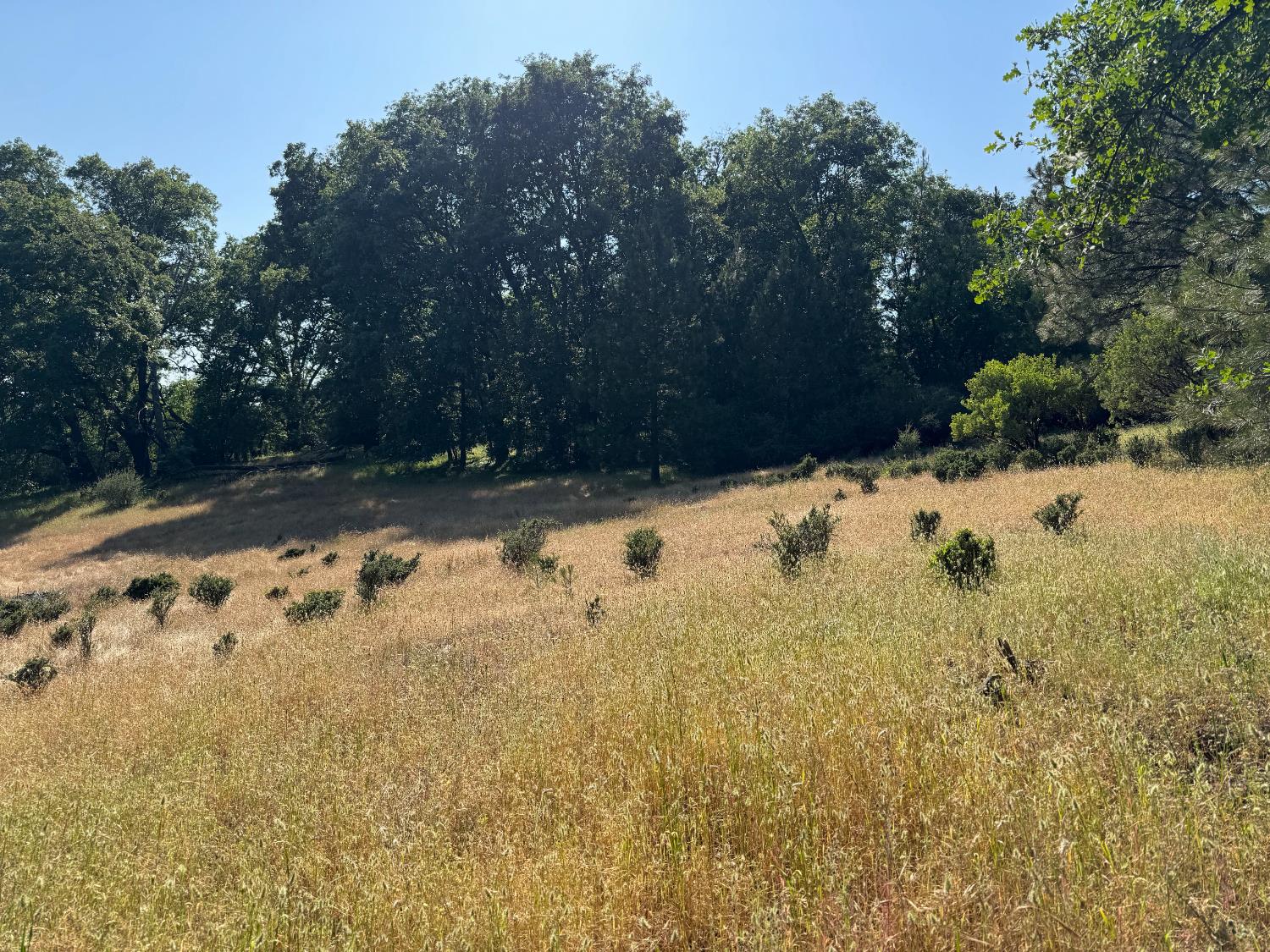 21785 State Rte 26 West Point, CA 95255 - Photo 9 of 21 a view of a yard covered in snow