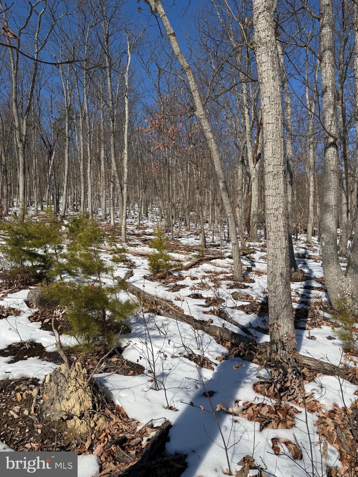 1706 Mercer Road Haymarket, VA 20169 - Photo 2 of 8 a view of a yard with wooden fence