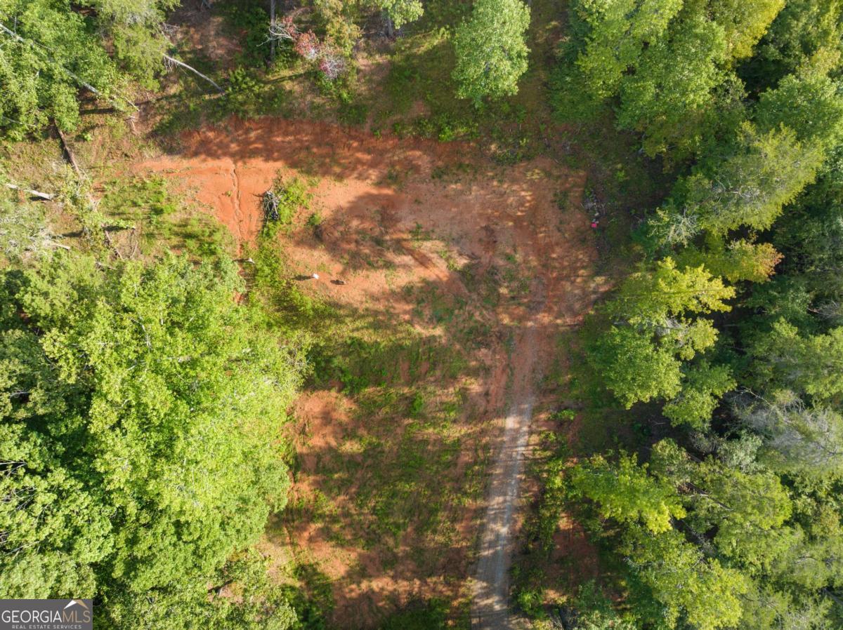 2041 Long Branch Road, Unit TRACT 2A Dahlonega, GA 30533 - Photo 12 of 24 a close up of a plant