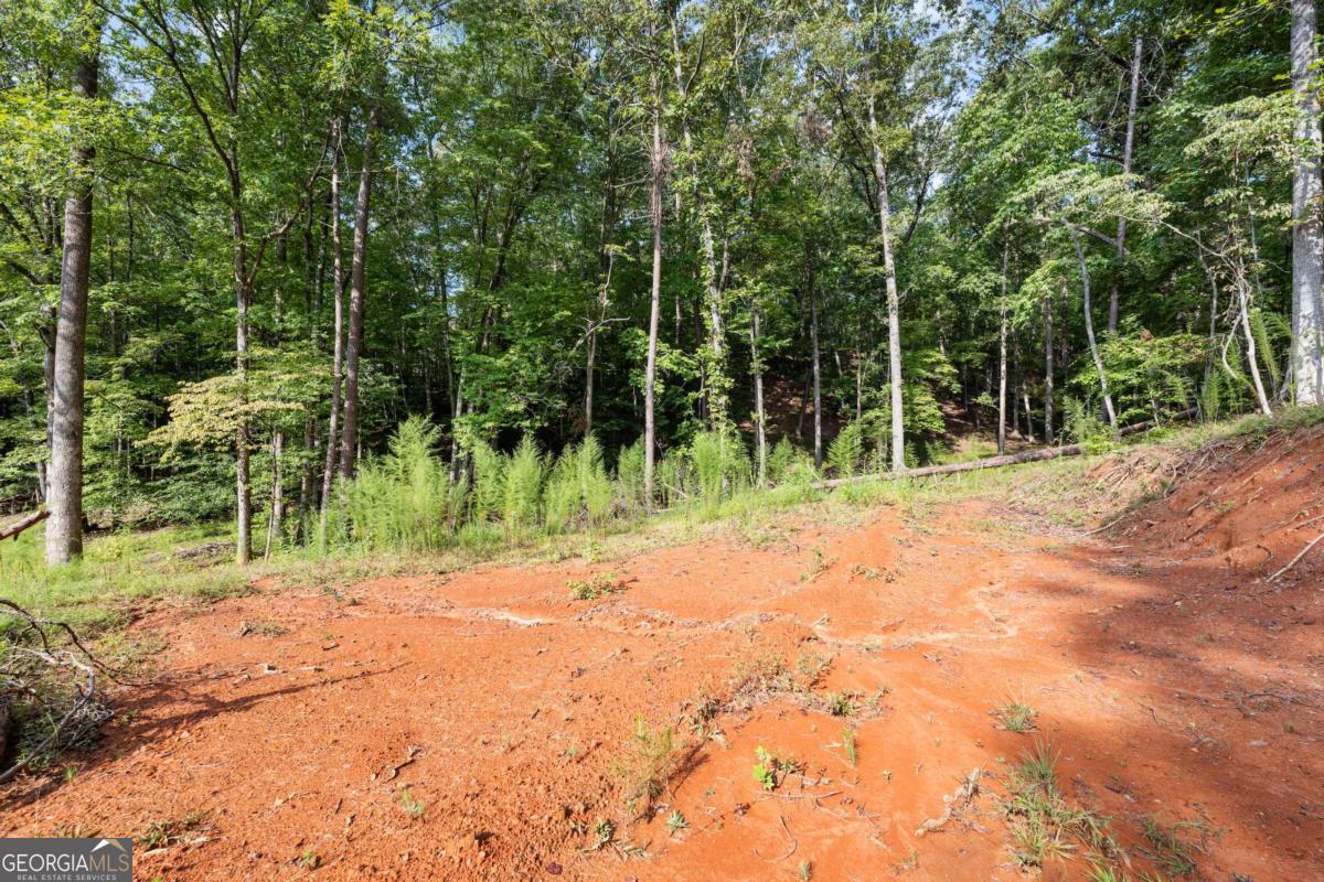 2041 Long Branch Road, Unit TRACT 2A Dahlonega, GA 30533 - Photo 22 of 24 a view of a yard with plants and trees