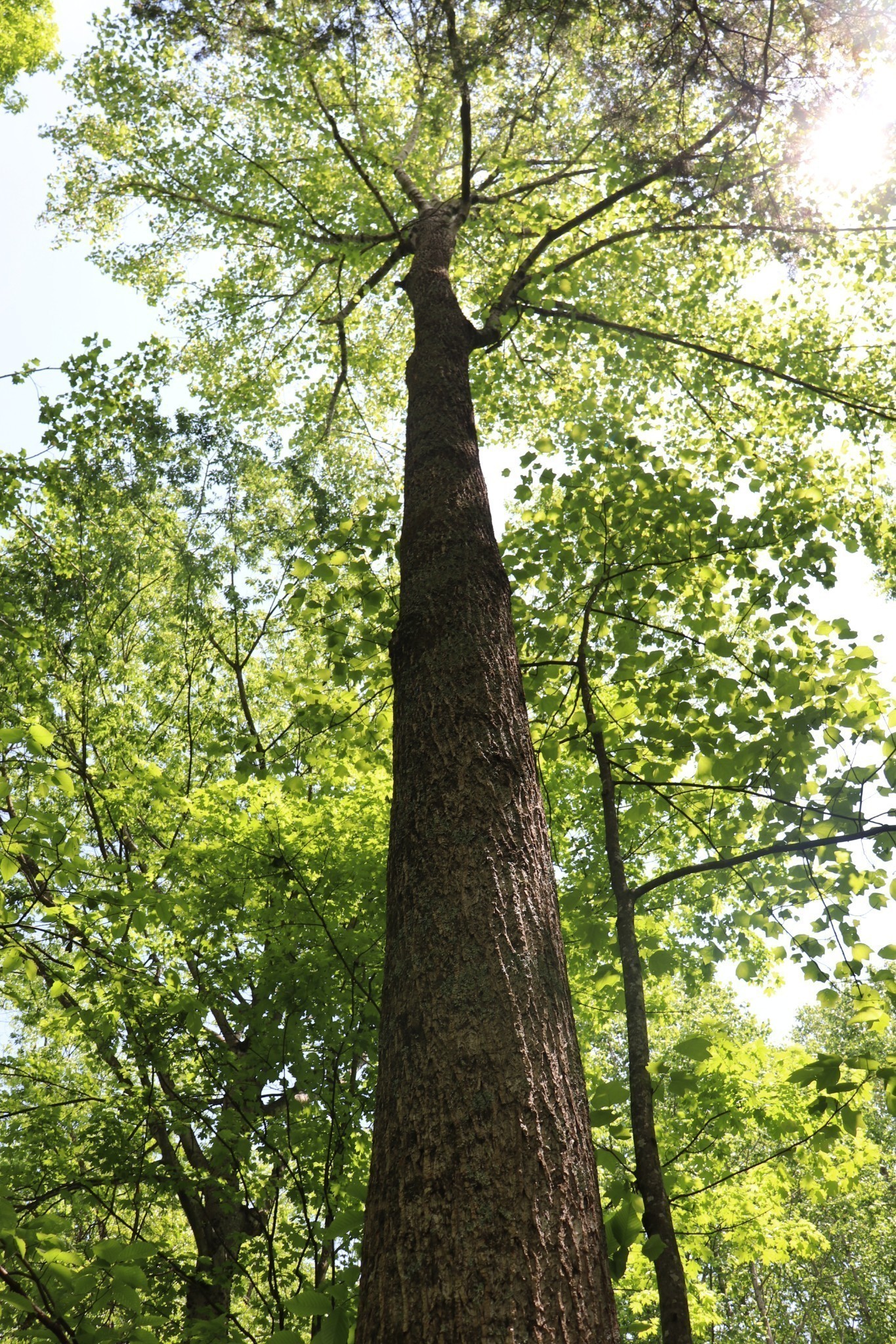6 Sadlers Chapel Road Lafayette, TN 37083 - Photo 17 of 20 Gallery Image 17