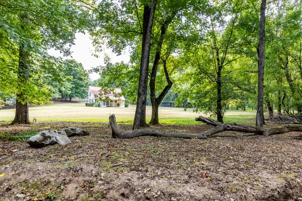 a view of a tree in the middle of a yard