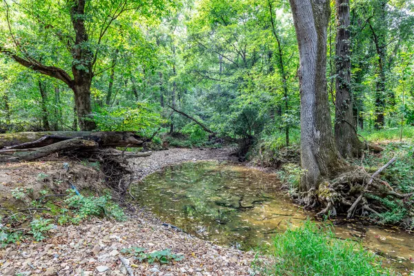 a view of a forest with trees in the background