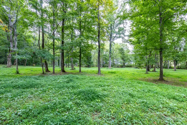 a view of a forest with trees in the background