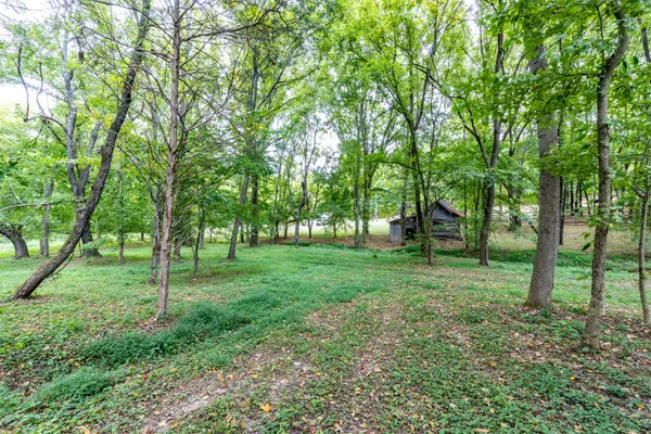 a view of a forest with trees in the background