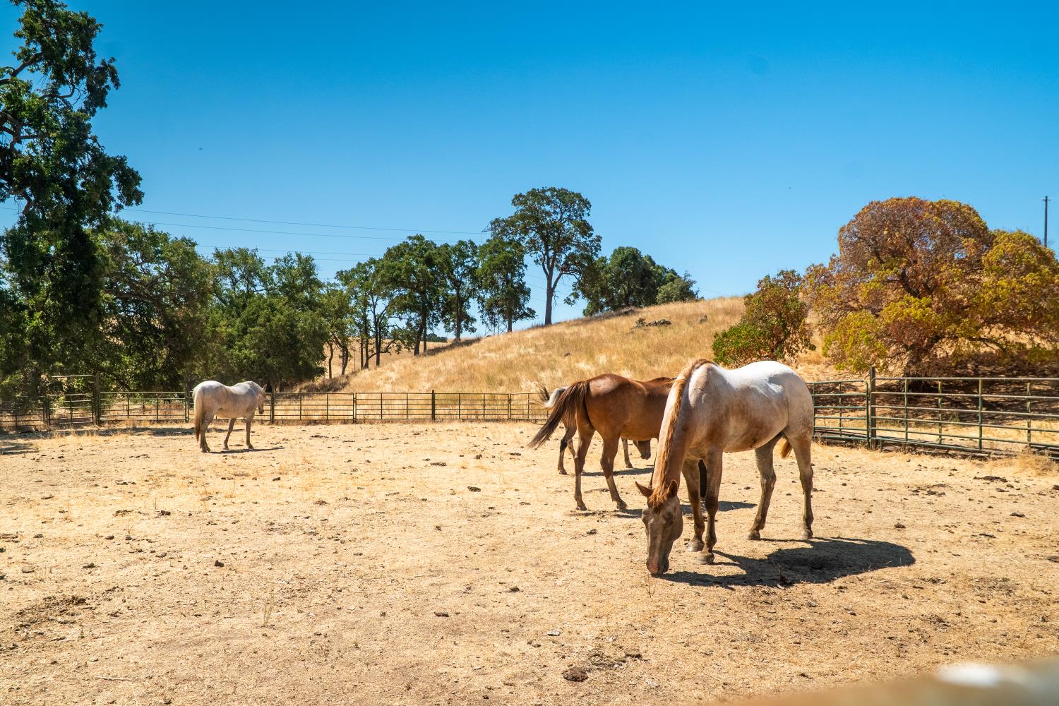 3206 Gillam Road Valley Springs, CA 95252 - Photo 39 of 44 a view of a swimming pool with a yard