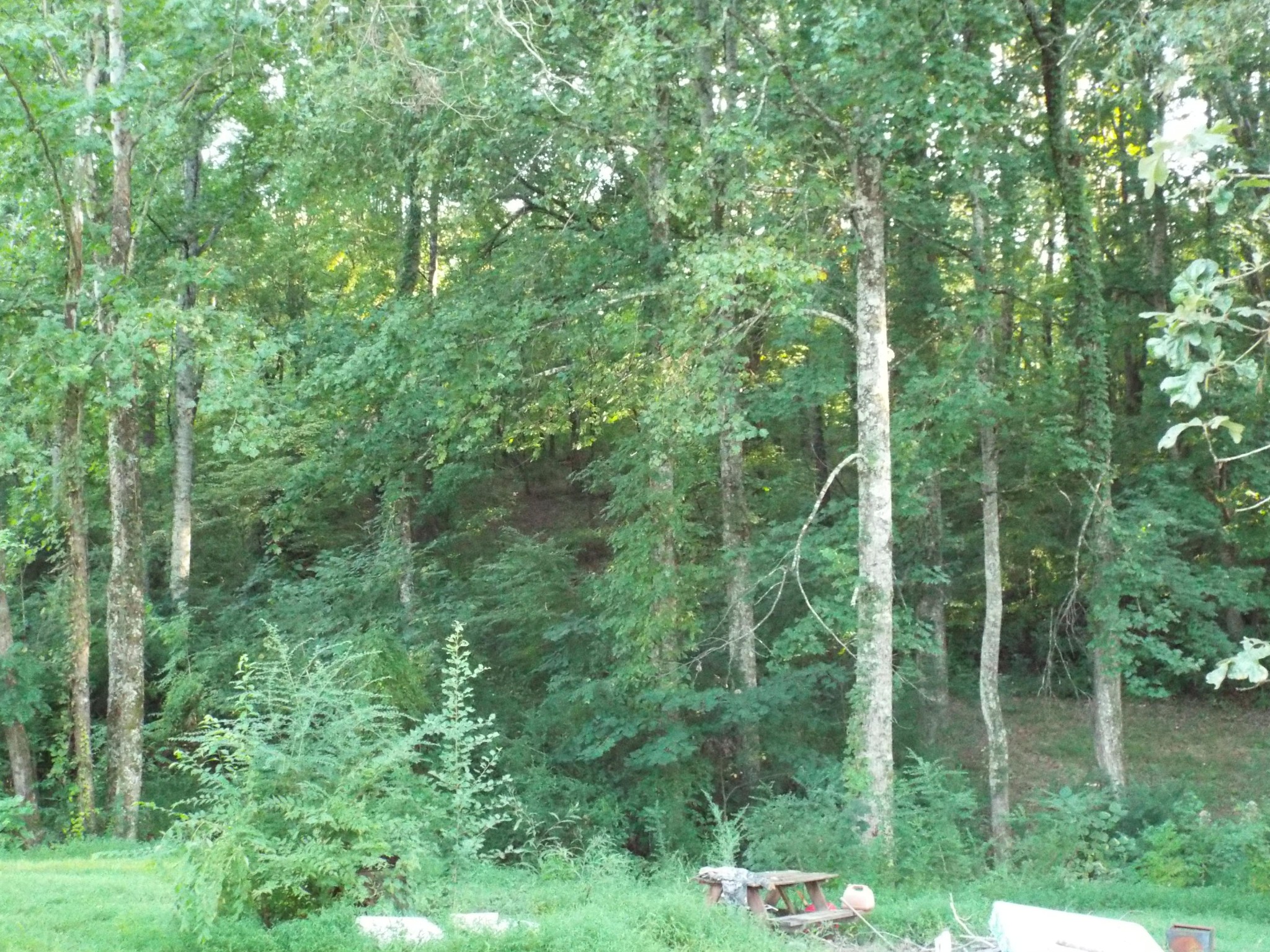 514 Ridge Road Maryville, TN 37803 - Photo 5 of 26 Gallery Image 5