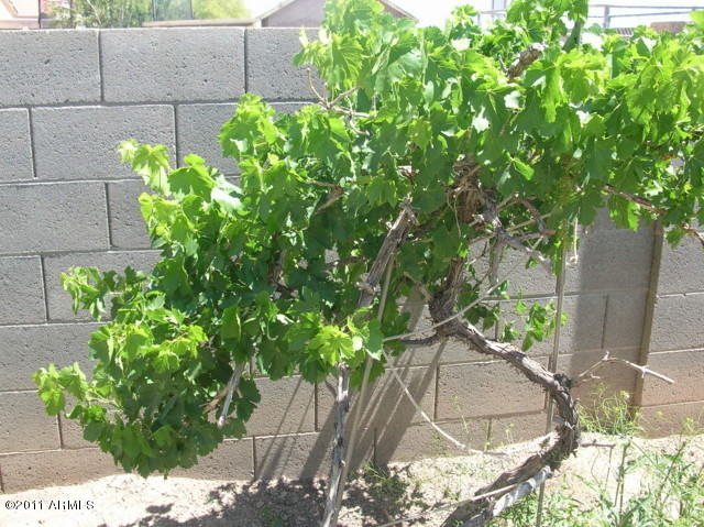 170 South Picacho Heights Road Eloy, AZ 85131 - Photo 20 of 23 Grape vine