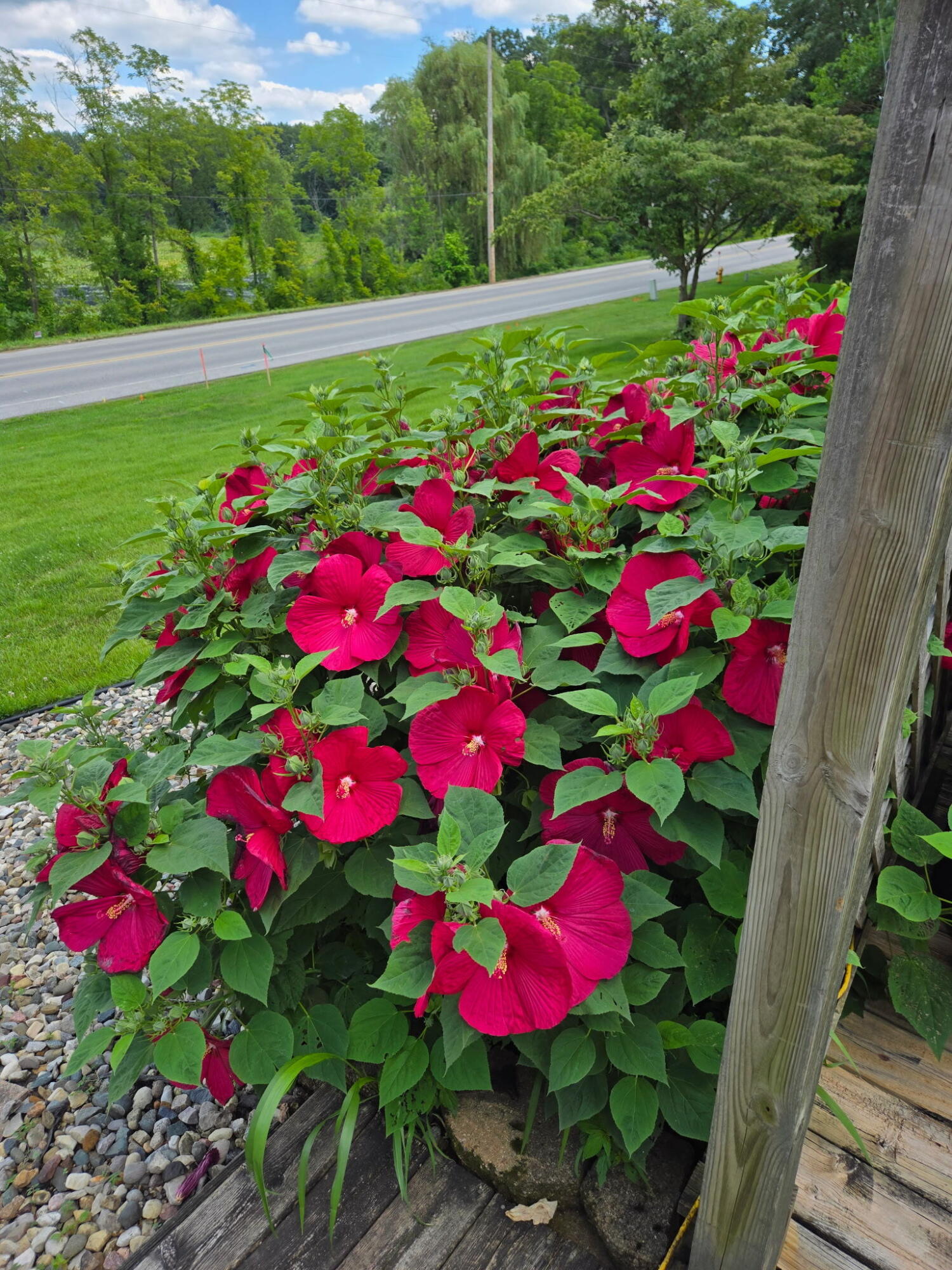 138 McClung Road La Porte, IN 46350 - Photo 45 of 50 a view of a flower in a yard