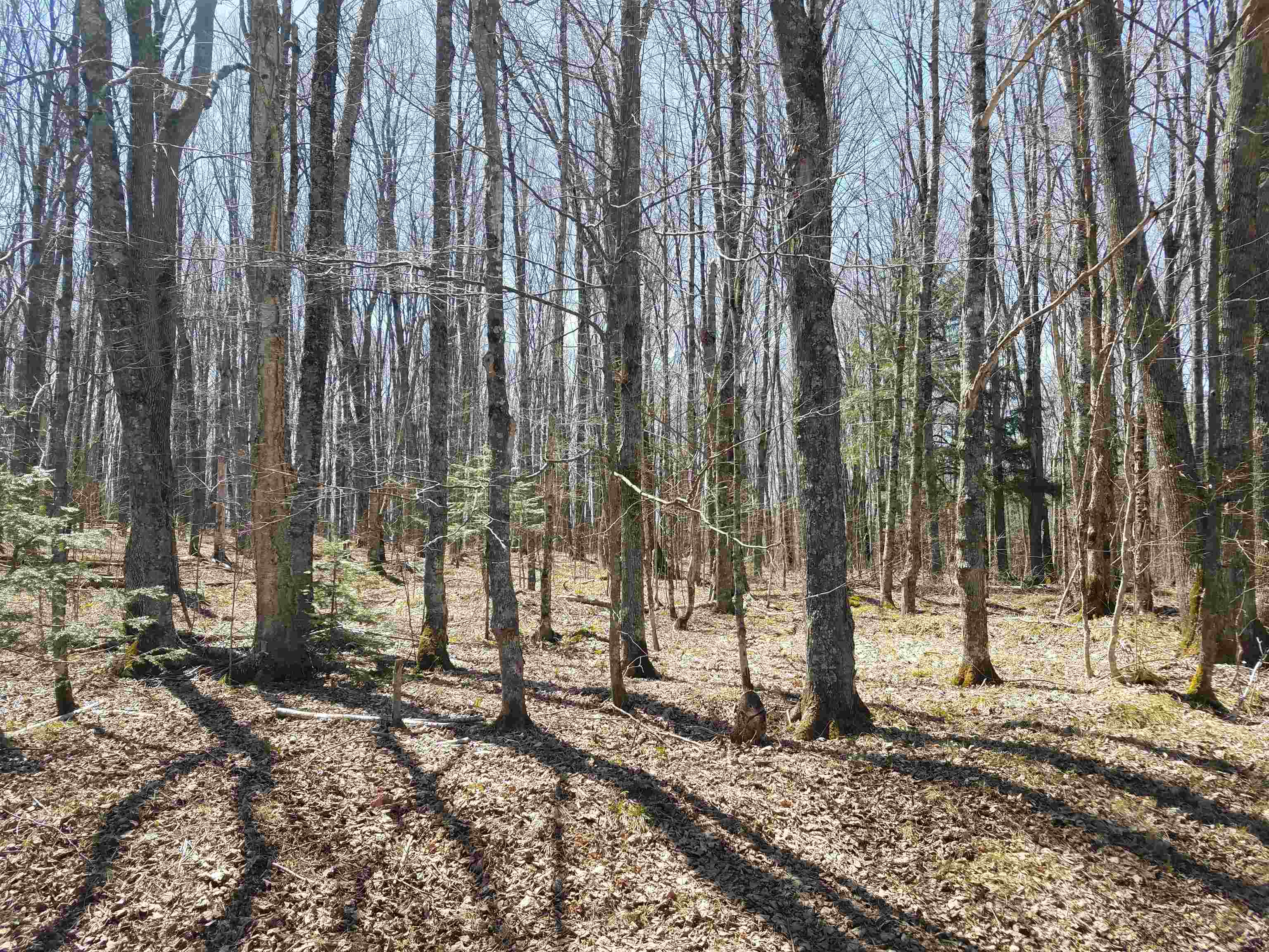 Deertrail Road White Lake, WI 54491 - Photo 1 of 1