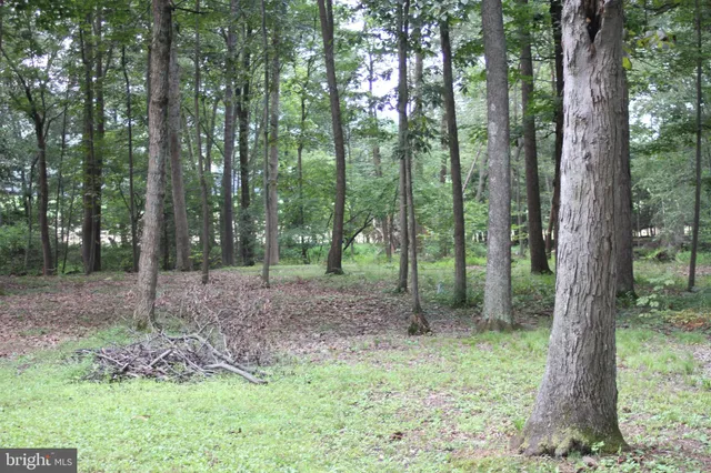 a view of a forest that has large trees