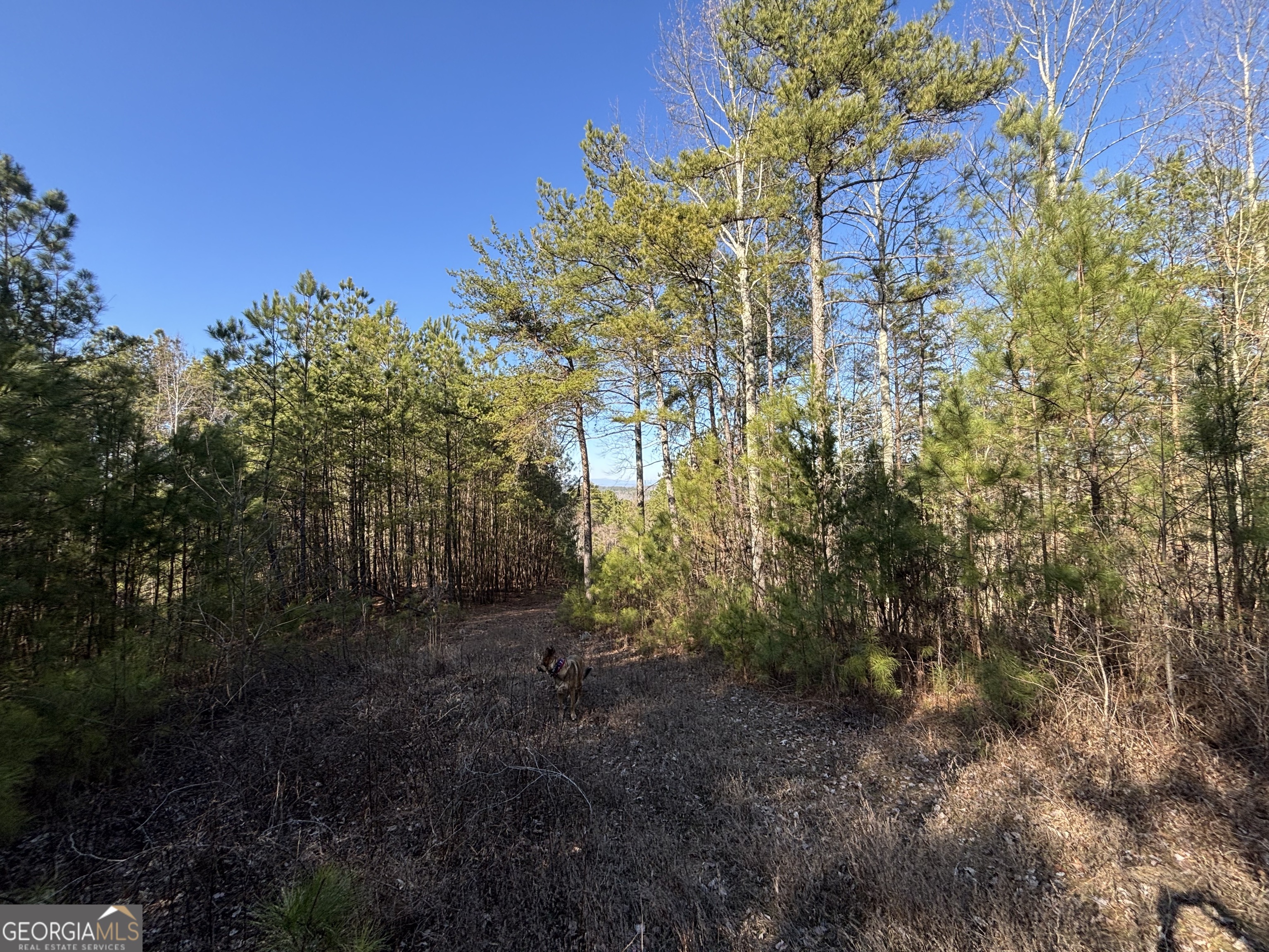 6-west Dry Pond Road, Unit LOT #6 WEST Ranger, GA 30734 - Photo 19 of 19 a view of a forest with trees