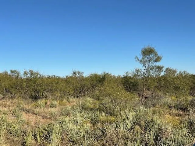 a view of a forest with trees in the background